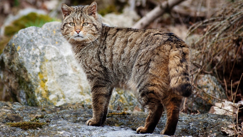 no people, domestic animals, 1080P, looking at camera, rock, wild cat, outdoors, solid, animals, tabby, standing, domestic, nature, cat, pets, one animal