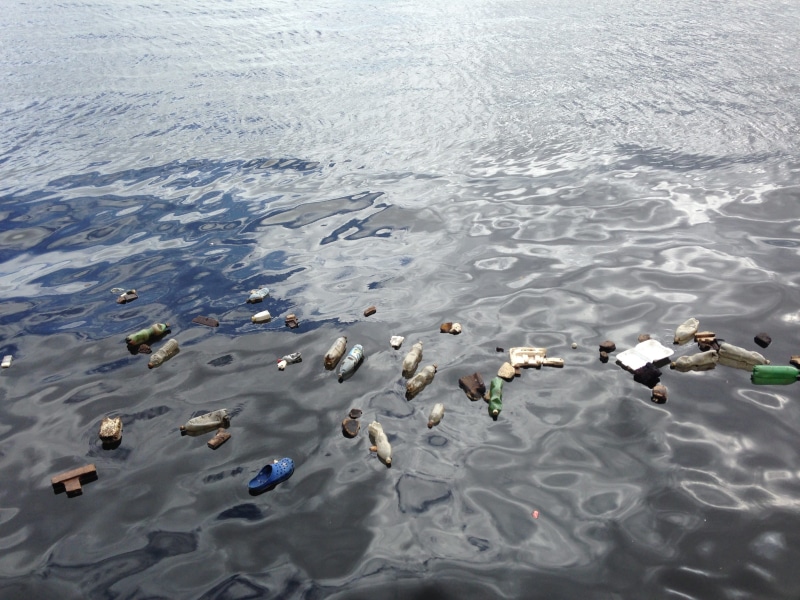 bird, plastic, body, bottle, duck, environment, polluted, swimming, waterfront, garbage, lake, nature, garbages, 2K, high angle view, photography, floating