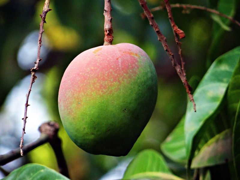 wellbeing, india, tropical fruit, 4K, green Color, food, apple - Fruit, agriculture, tree, fruit, freshness, no people, mango fruit, ripe, nature, healthy Eating