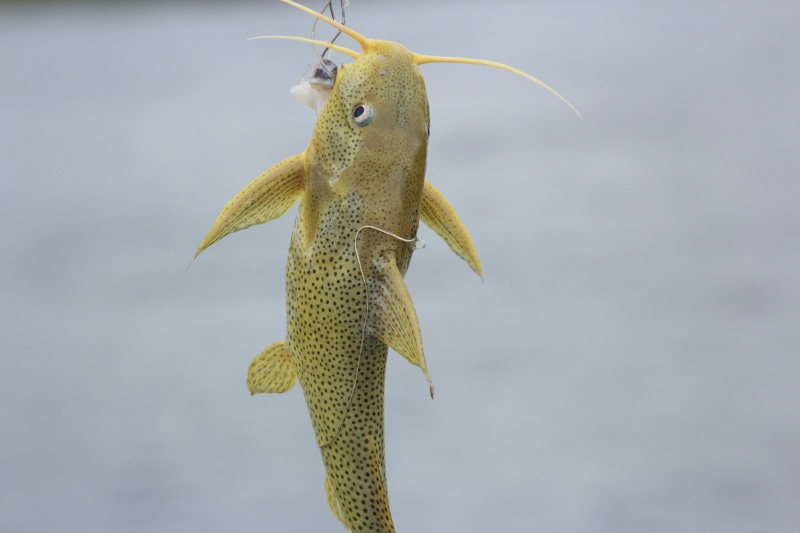outdoors, animal wildlife, hook, animal themes, focus on foreground, hobby, sky, marine, fishing, nature, day, close-up, animals in the wild, beauty in nature