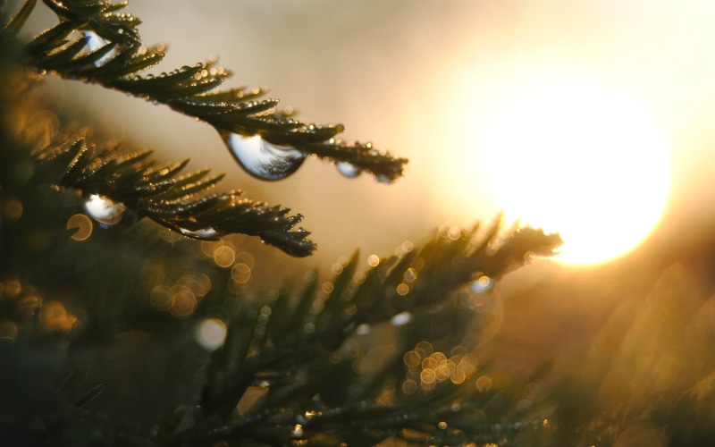 close-up, nature, tree, sunlight, leaves, christmas tree, bokeh, no people, scenics - nature, beauty in nature, outdoors, green, 2K, leafed, coniferous tree