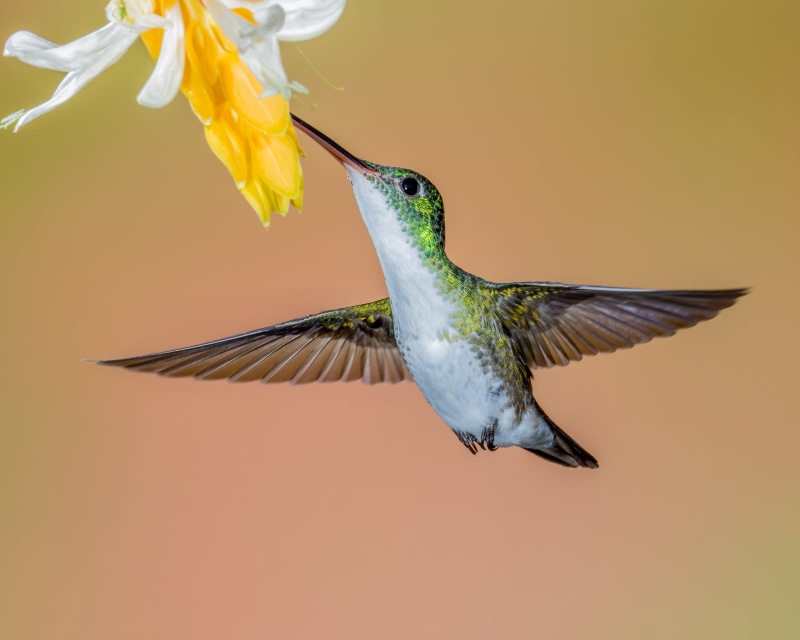 humming, hovering, beak, bird, animal Wing, aviary, wildlife, 4K, near, Andean Emerald, photography, multi Colored, close up photography, animal, feather