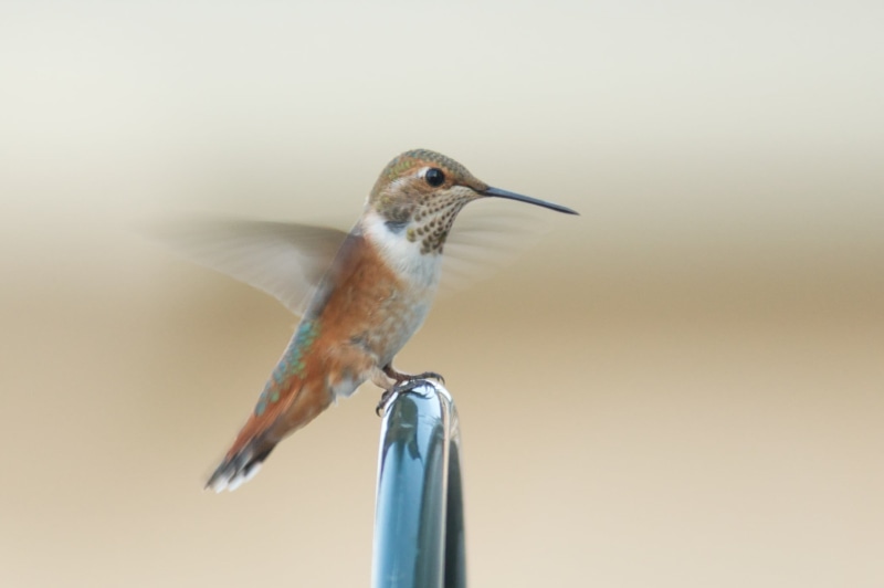birdwatching, animal, beak, nature, birding, white, hovering, wildlife, bird, flying, 1080P, brown, Hemlock, hummingbird, birds, Rufous Hummingbird, female