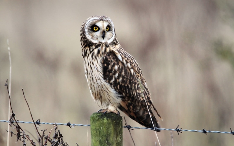 birds, day, bird, close-up, white, focus on foreground, no people, owl, bird of prey, one animal, nature, boundary, animals, animals in the wild, fence