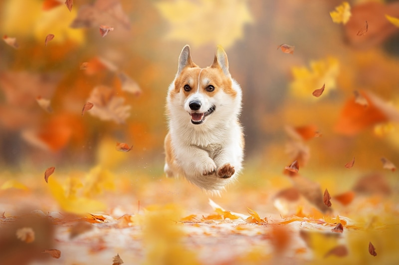 autumn, 1080P, bokeh, dog, Svetlana Pisareva, Welsh Corgi, flight, doggie, mood, walk, leaves, jump