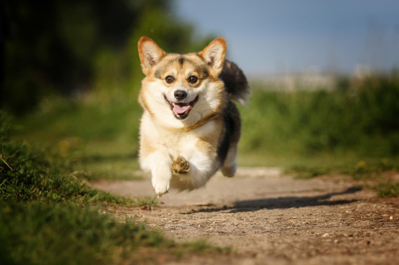 track, mood, 1080P, jump, flight, walk, bokeh, dog, Welsh Corgi, joy