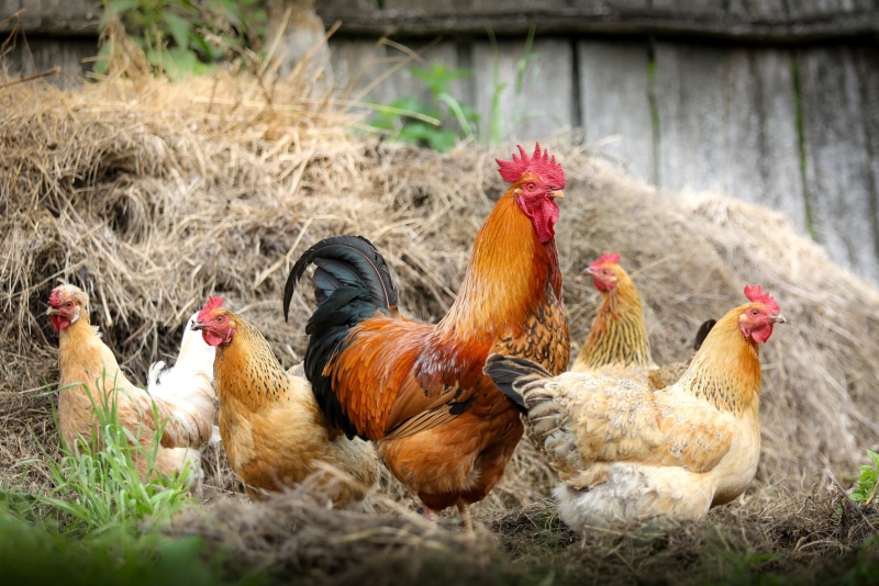 plants, birds, Chicken, 2K, animals