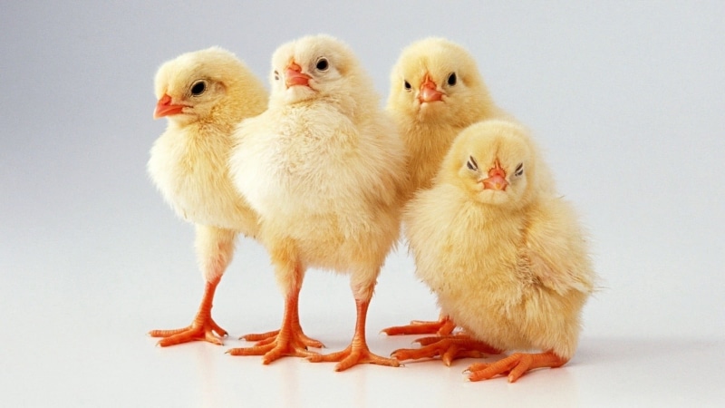 livestock, indoors, 1080P, young bird, birds, chicken - bird, vertebrate, chickens, animal family, pets, close-up, group of animals, chicks, animals, mammal