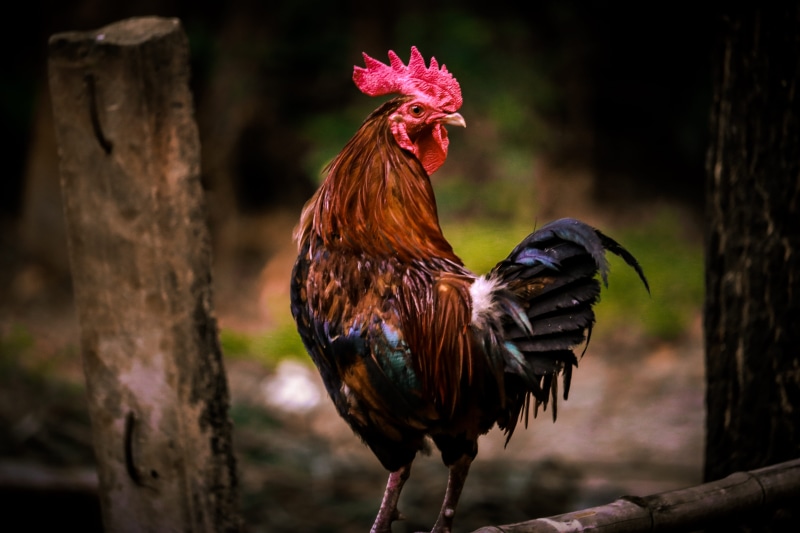 black, rooster, chicken, profile view, bird, livestock, brown, tree trunk, one animal, vertebrate, hen, no people, photography, chicken - bird, domestic