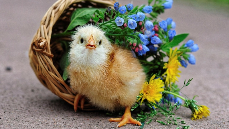 young animal, one animal, domestic, young bird, baby animals, baskets, white, chicken - bird, animal, bird, 2K, nature, mammal, flower, livestock, no people