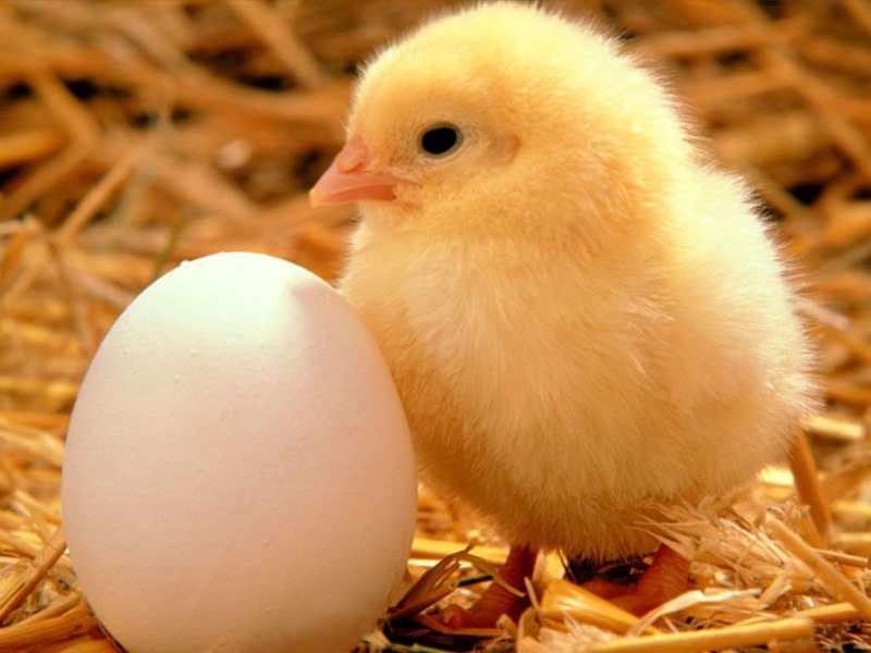 chickens, chicken, x, 480P, hd, chicks, baby, eggs, animals, art, BIRDS