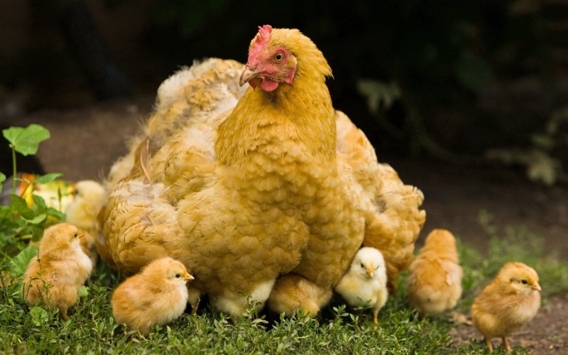 domestic Animals, no people, farm, walk, animal themes, young Bird, agriculture, livestock, group of animals, nature, chicken, close-up, baby Chicken, mammal