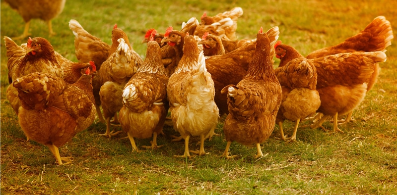 chickens, happy hens, land, bird, field, no people, domestic, bill, running, pets, agriculture, 5K, group of animals, poultry, mammal, animal, nature