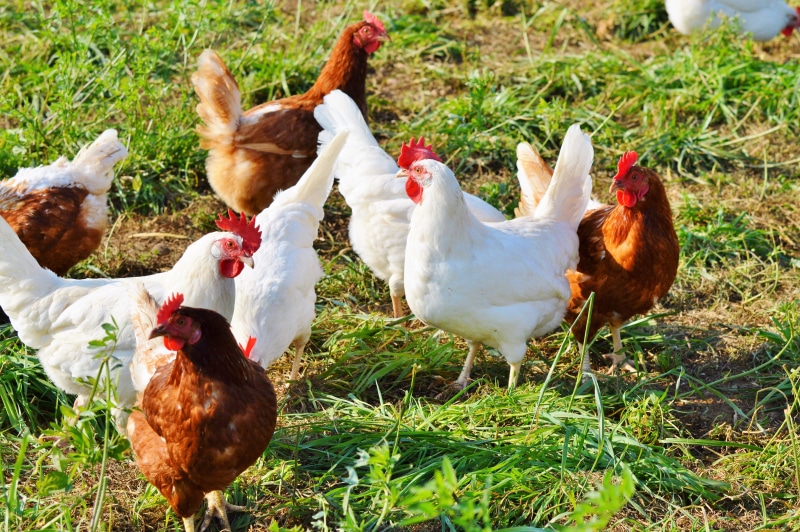 bird, pets, chicken - bird, domestic, field, animal, 5K, no people, clutch, chicken, hen, range, chickens, mammal, farm, land, outdoors, domestic animals