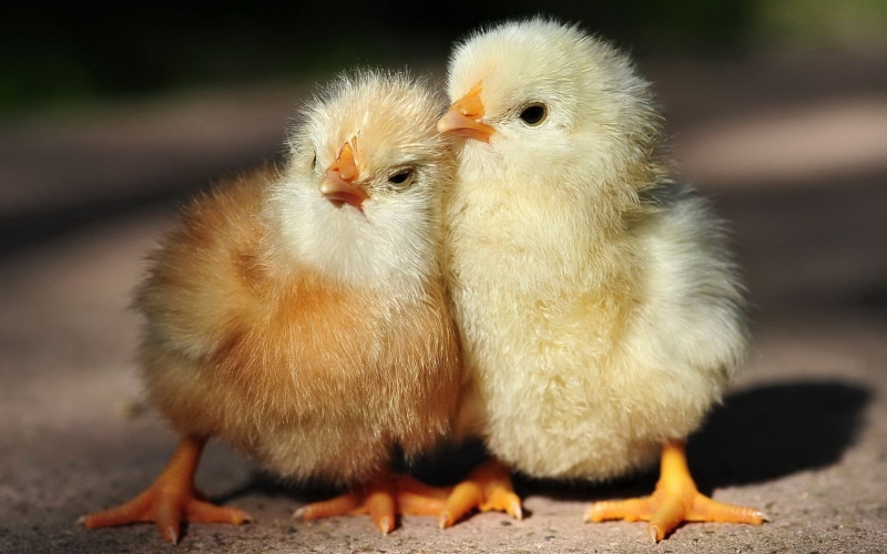 domestic, vertebrate, birds, mammal, pets, close-up, togetherness, animal, animals, nature, young bird, focus on foreground, chickens, young animal, baby chicken