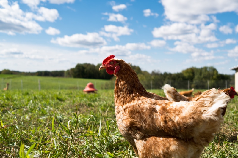 Iowa, grass, poultry, bird, outdoors, Crawl, Leica X2, chicken - Bird, white, Farm, agriculture, rural, field, rural Scene, flock, 4K, red, middle, animal