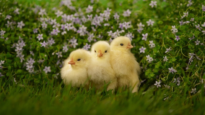 baby animals, flowers, birds, 1080P, animals, chickens