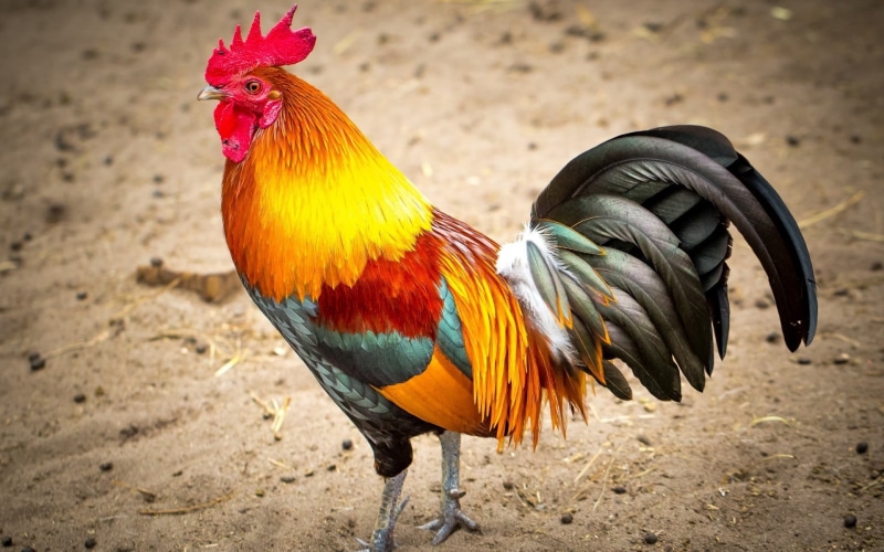 black, pets, chicken, bird, male animal, land, day, brown, red, outdoors, roosters, 1080P, domestic, nature, field, close-up, one animal, animal themes