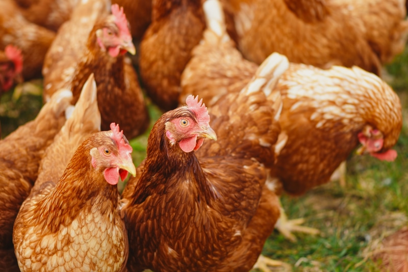 day, group of animals, rooster, agriculture, close-up, animal head, animal themes, bird, mammal, male animal, nature, poultry, animal, running, livestock