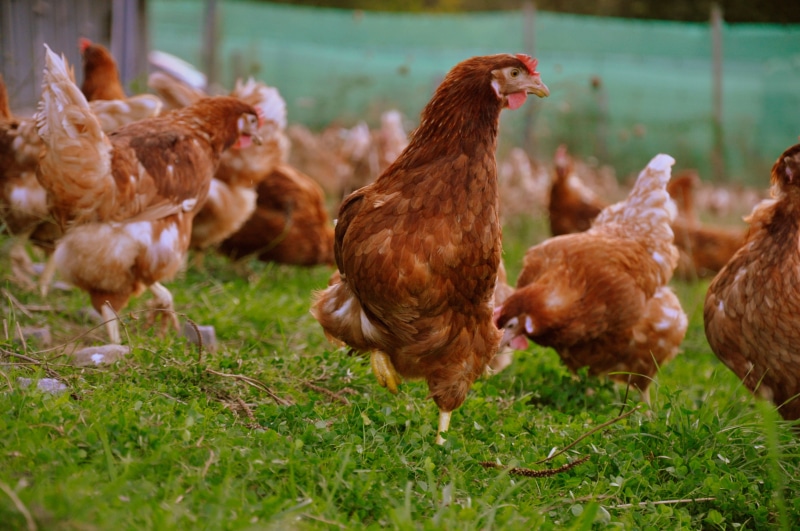 day, mammal, grass, field, animal themes, pets, plant, no people, hen, domestic, outdoors, chicken, land, chicken - bird, 4K, domestic animals, gallinas