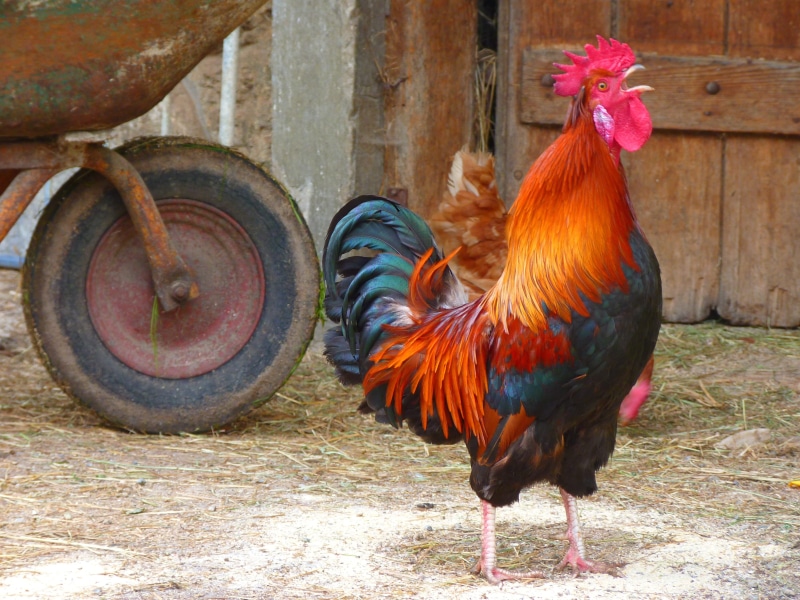 gockel, red, mammal, rooster, outdoors, livestock, colorful, selective, wheelbarrow, no people, photography, one animal, cockerel, feather, poultry, 4K