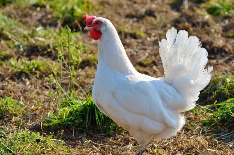 bird, poultry, livestock, 5K, field, put chicken, no people, outdoors, farm, animal themes, agriculture, white color, vertebrate, mammal, land, chicken