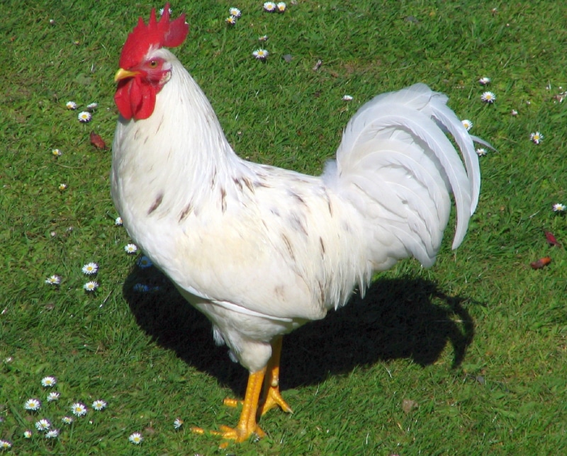 white, field, mammal, animal themes, livestock, bird, feather, poultry, agriculture, cockerel, rural Scene, no people, white color, one animal, farm, rooster