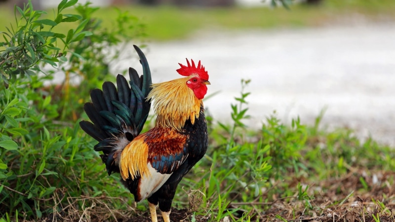 1080P, grass, bird, chicken - bird, roosters, plants, mammal, nature, plant, chicken, outdoors, vertebrate, rooster, domestic, male animal, day, black