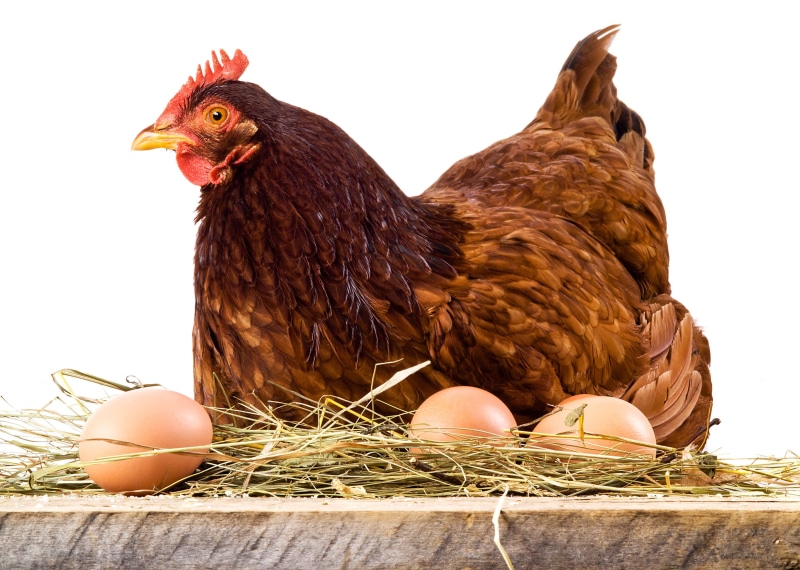 2K, birds, animals, eggs, chicken