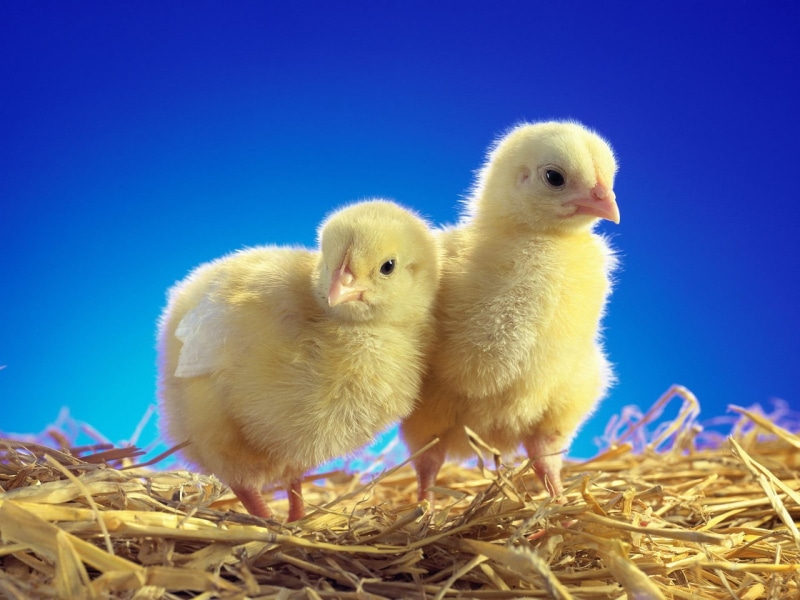chickens, yellow, duckling, hatching, vertebrate, baby Chicken, small, farm, springtime, poultry, white, blue, livestock, beak, easter, young Bird, pets