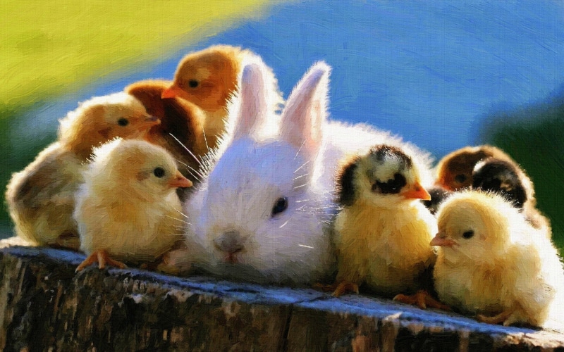 young bird, bird, day, young animal, white, mammal, 1080P, no people, yellow, flock, duckling, nature, animals in the wild, baby animals, animal wildlife