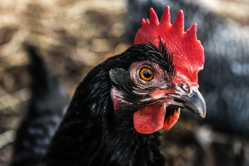 animal themes, livestock, pets, range, focus, rooster, focus on foreground, rural, vertebrate, young, alive, beak, black rooster, grass, cute, female, animal body part