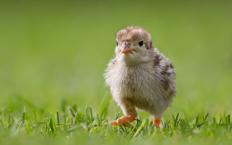 outdoors, vertebrate, no People, small, brahma, pets, baby Chicken, green Color, poultry, close-up, yellow, agriculture, chicken, looking, beige, newborn Animal