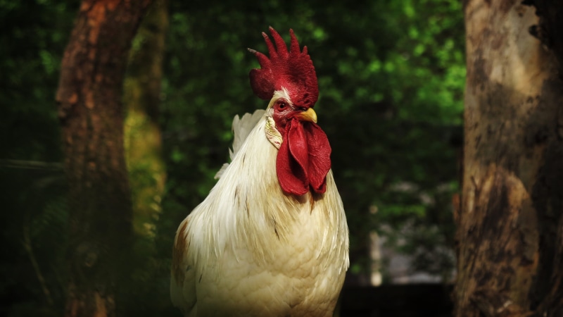 2K, domestic animals, white, animals crest, environment, royalty  images, poultry, blur, rural, animal portrait, livestock, vertebrate, cockerel, close-up