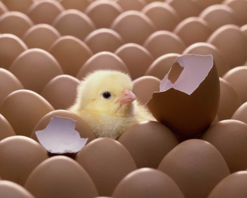 beginnings, egg, animal themes, animal, toy, new Life, newborn Animal, love, easter, chicken, no People, shell, domestic, chicken - Bird, fun, livestock