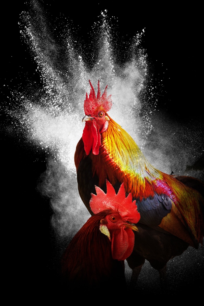 photoshop, silhouette, 2K, chicken, freshness, beauty in nature, red, indoors, close-up, animal, animal themes, black background, gamefowl, orange, two