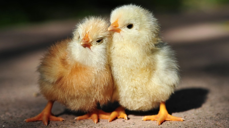 chicks, hd, 2K, birds, animals, chickens