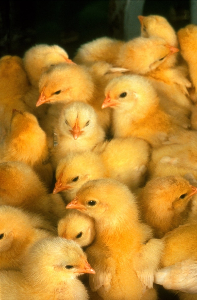 group of animals, poultry, large group of animals, young, young animal, animal family, mammal, vertebrate, livestock, animal wildlife, young bird, chicken - Bird