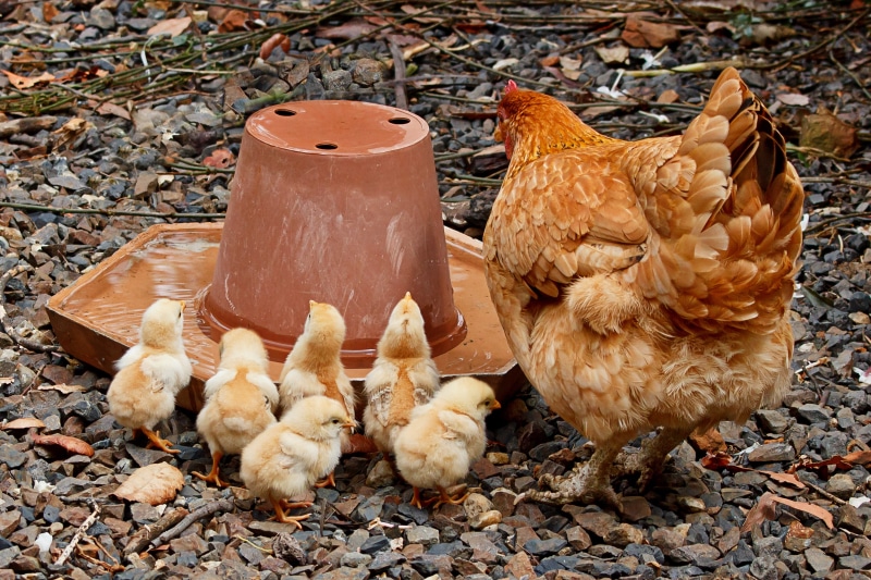 nature, poultry, domestic, chicken, brown, outdoors, no people, 5K, rural Scene, farm, family, pets, livestock, chick, group of animals, food, young, black