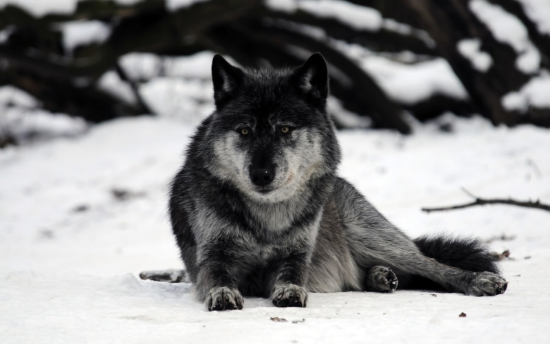 animal, snowcapped mountain, 2K, domestic animals, wolf, no people, animal themes, portrait, canine, pets, day, snow, focus on foreground, dog, domestic