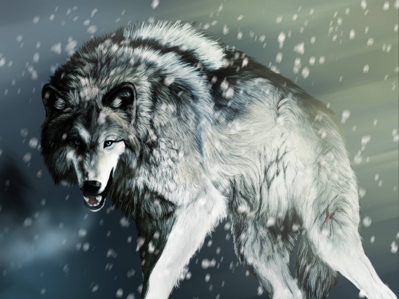 animals, 2K, dog, animals in the wild, close-up, day, mammal, no people, snowing, wolf, one animal, portrait, canine, motion, artwork, snow