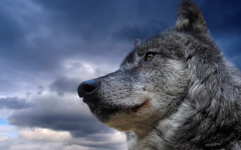 animal mouth, day, animal body part, animal themes, animal head, domestic animals, profile view, looking away, animal, snout, one animal, domestic, canine