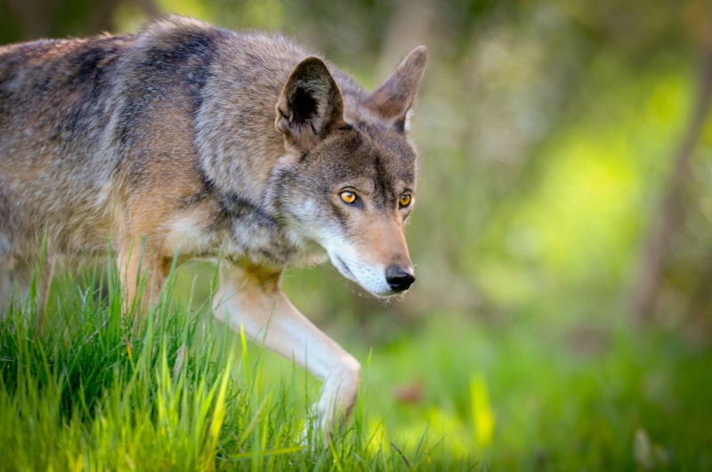 animal, 4K, dog, wildlife, animals In The Wild, canine, mammal, cayote, red, selective, gray, gray Wolf, photo, carnivore, nature, focus, wolf