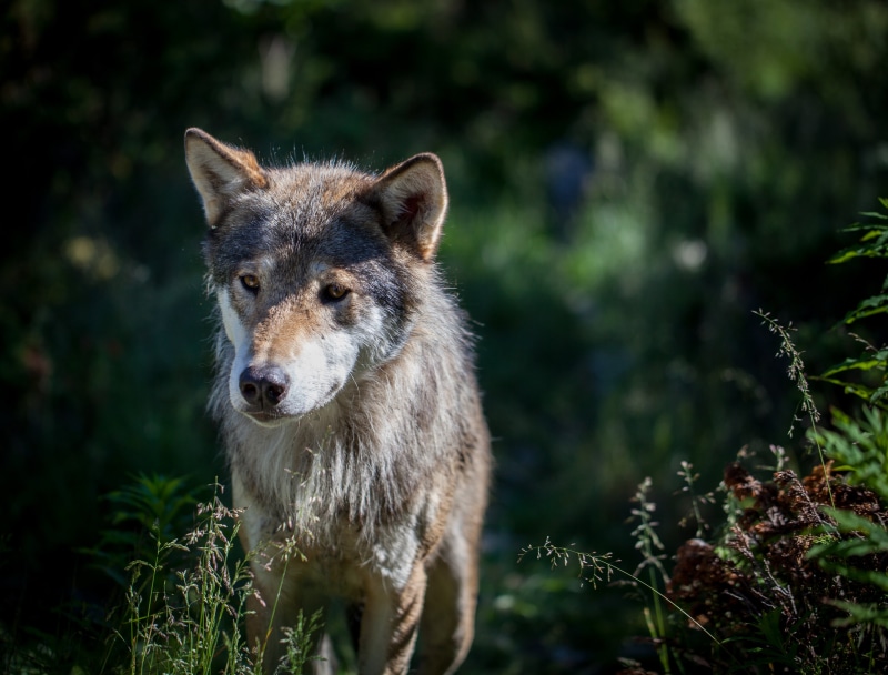 purebred Dog, wildlife, dog, male, forest, fur, photo, animal, Eurasian Wolf, canine, carnivore, gray, 4K, nature, canis lupus lupus, mammal, gray Wolf