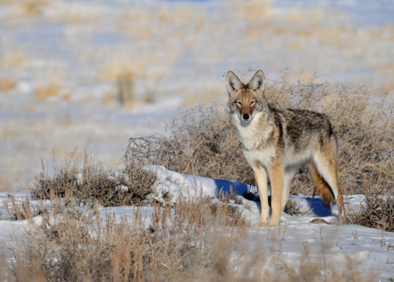 animal, NWR, nature, animals In The Wild, snow, Wildlife, natural Beauty, Nature  Conservation, winter, pawed Mammal, gray, carnivore, gray wolf, view