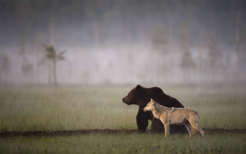 hd, bear, wolf, 2K, animals