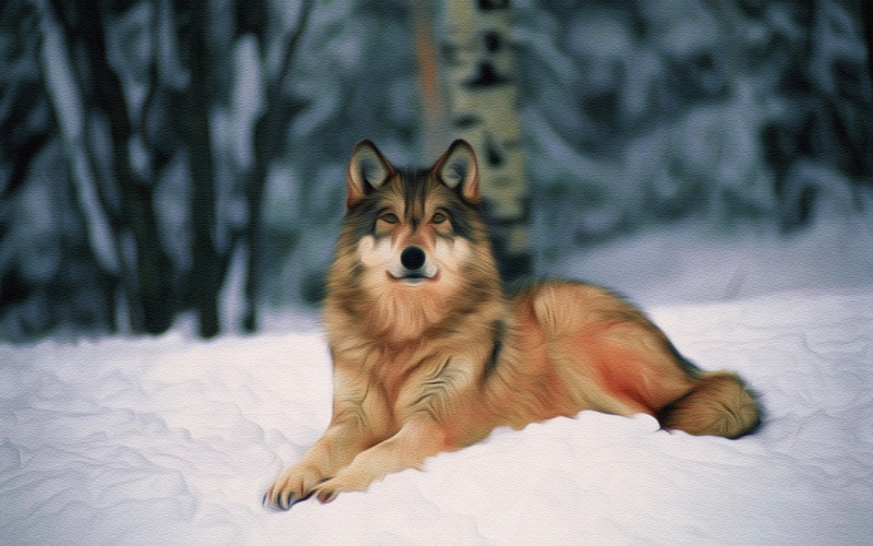 winter, pets, snow, white, portrait, 2K, looking at camera, cold temperature, no people, nature, wolf, one animal, bed, animal, brown, mammal, domestic animals