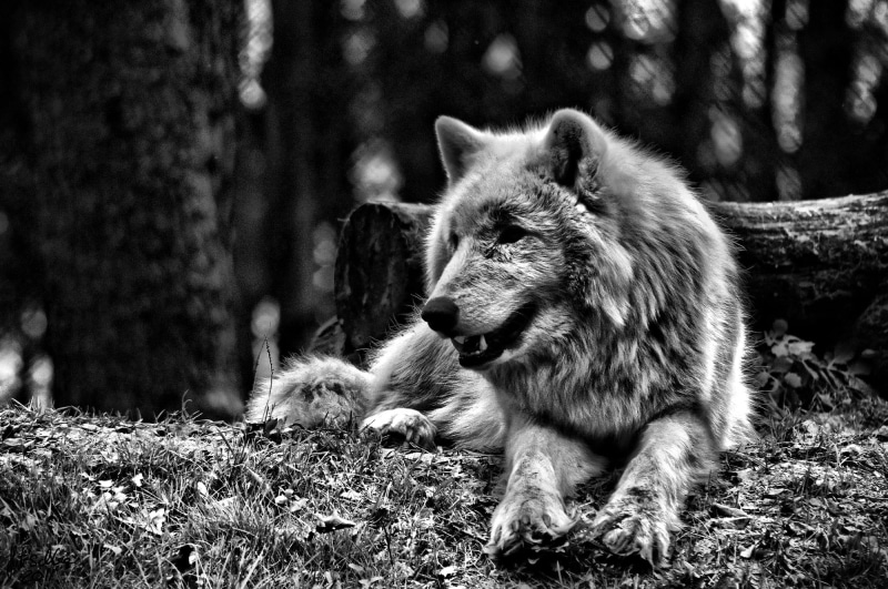 focus on foreground, nature, animal themes, no people, looking, 1080P, tree, land, greyscale, plant, vertebrate, animal, animals, monochrome, animal wildlife