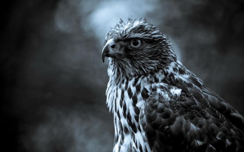 falcon - bird, eagle, birds, beak, close-up, nature, bird, animal wildlife, animal eye, focus on foreground, animal body part, animal, animals, day, one animal