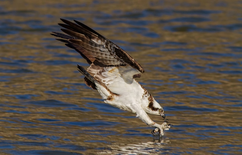 animal, focus on foreground, 2K, animal wildlife, seagull, one animal, spread wings, motion, flapping, no people, hawk (animal), beauty in nature, animals in the wild